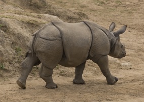 402-4396 Safari Park - Rhino